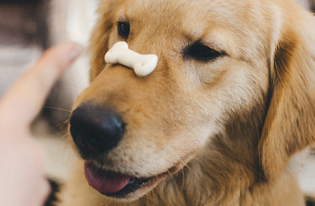 Training a Puppy with Snack