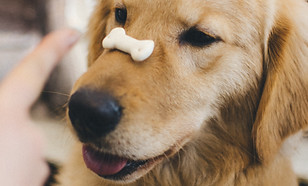 La formation d'un chiot avec Snack