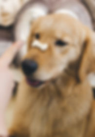 Training a Puppy with Snack