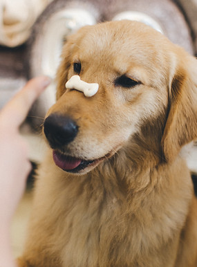 Training a Puppy with Snack