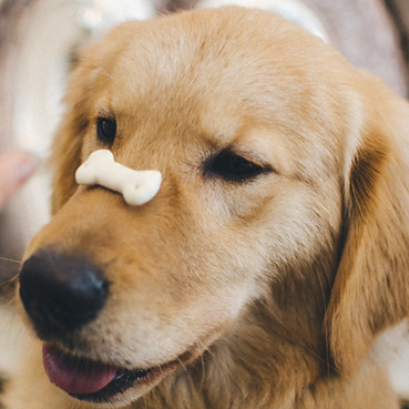 Training a Puppy with Snack