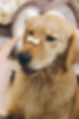 Training a Puppy with Snack