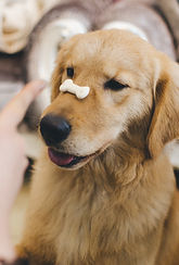 Training a Puppy with Snack