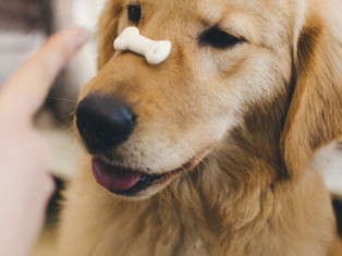 Training a Puppy with Snack
