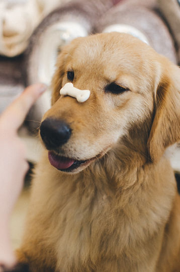 Training a Puppy with Snack