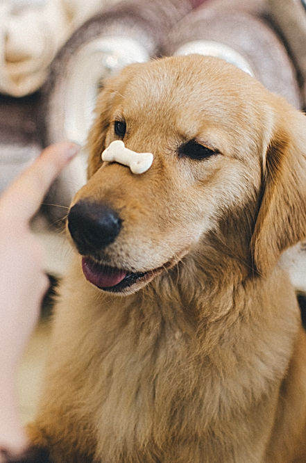 Training a Puppy with Snack