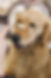 Training a Puppy with Snack