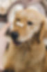 Training a Puppy with Snack