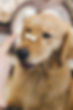 Training a Puppy with Snack