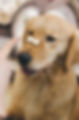 Training a Puppy with Snack