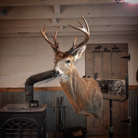 Whitetail Buck Taxidermy Shoulder Mount Pennsylvania