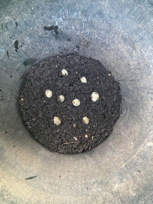 Refugee potatoes 1.JPG