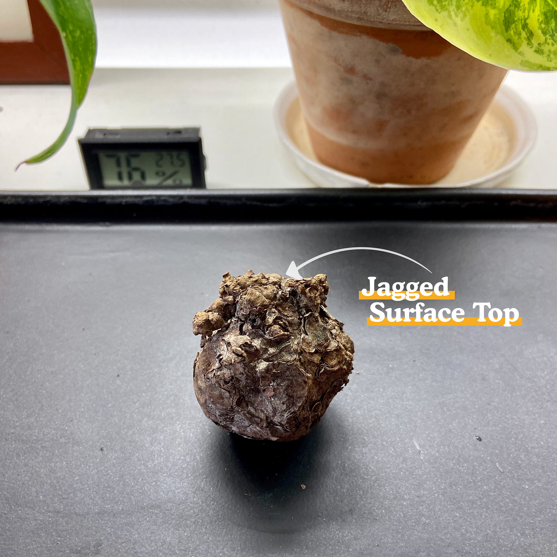 Stephania Kaweesakii Bulb Direction