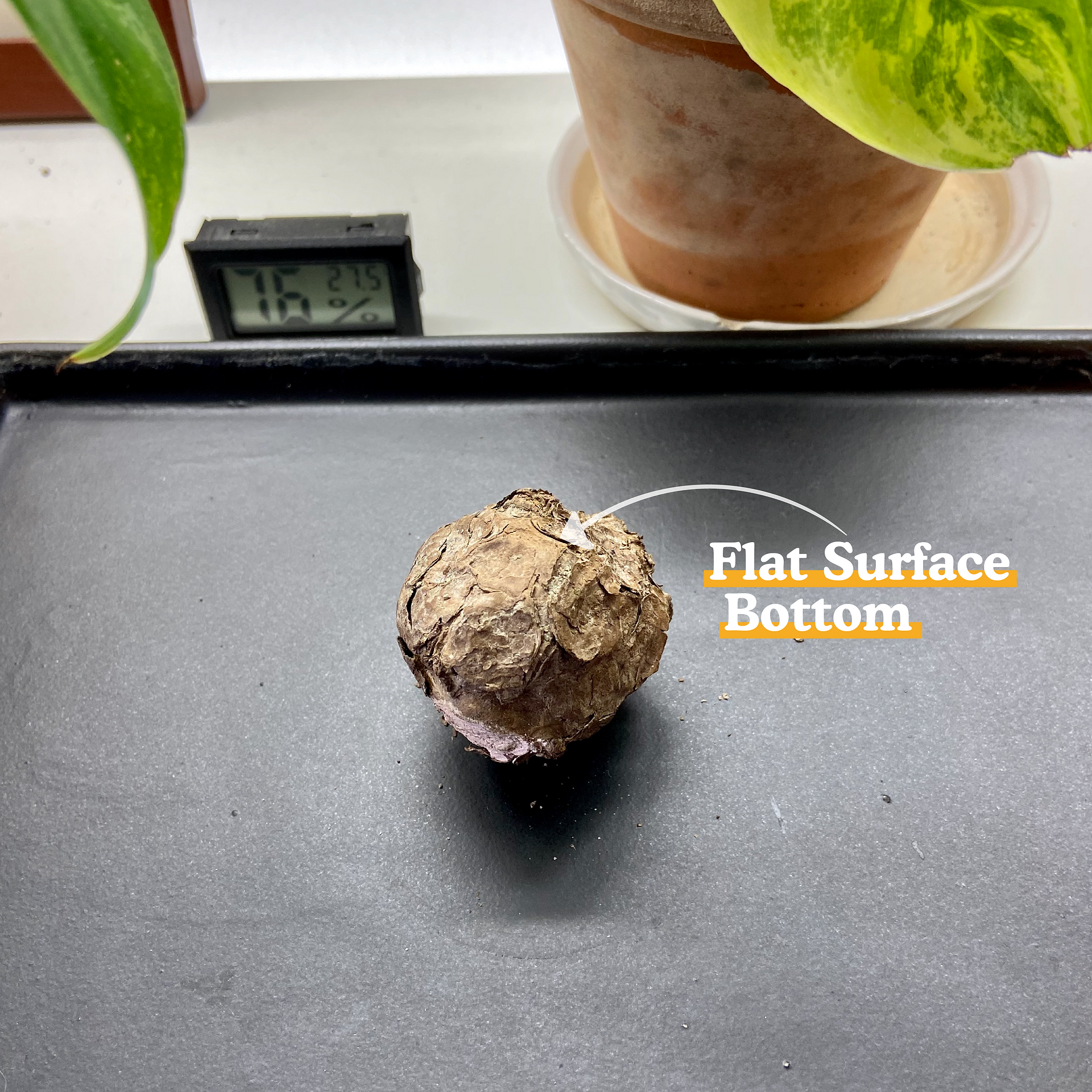 Stephania Kaweesakii Bulb Direction