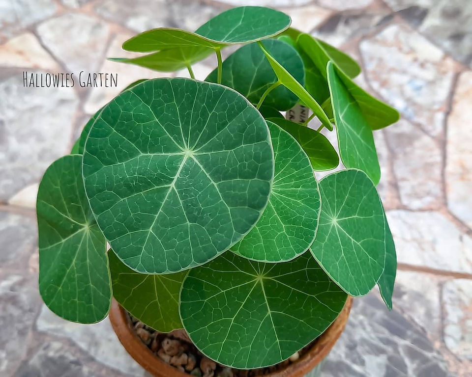 Thailand Erecta
