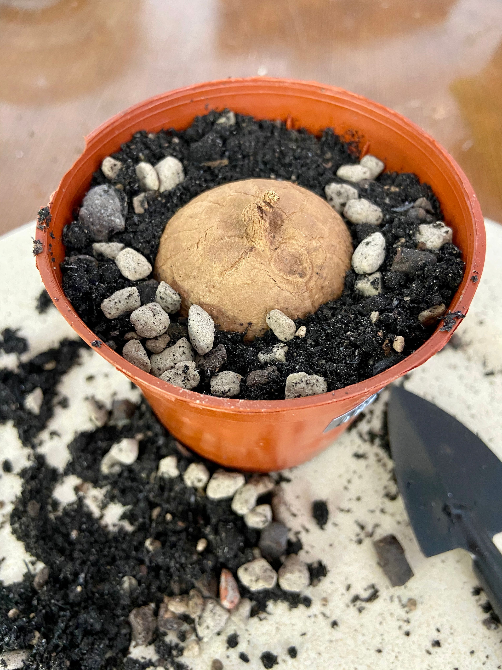 Stephania Erecta Indo Soilmix_Plantisuss