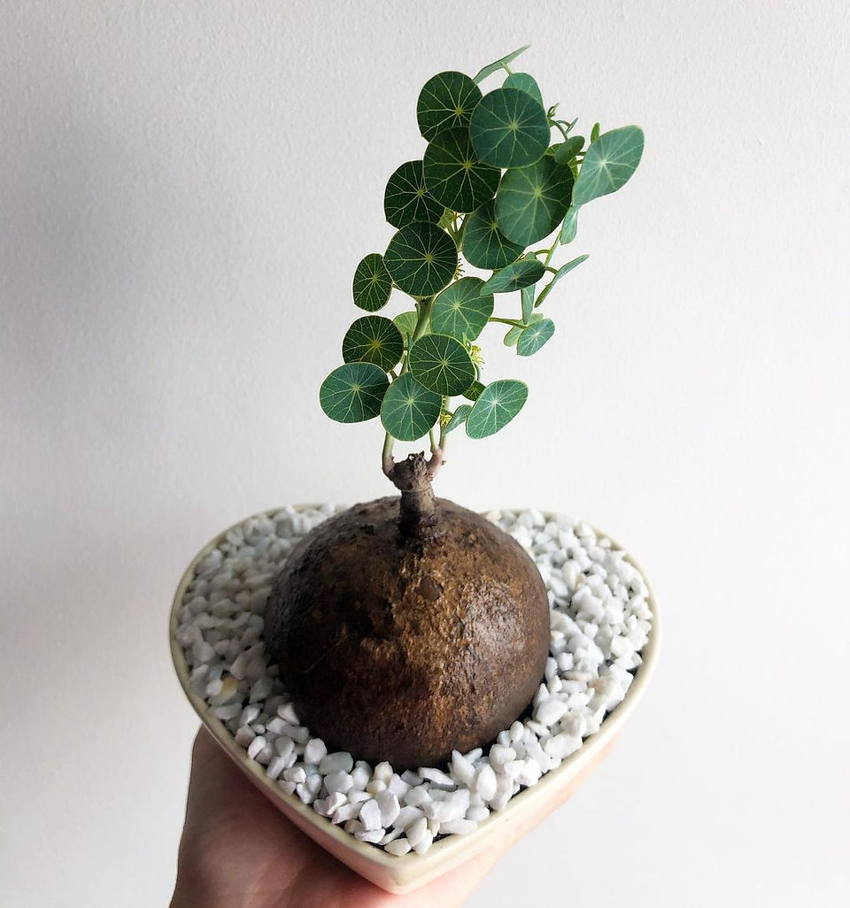 Thai Stephania Erecta_Plantisuss