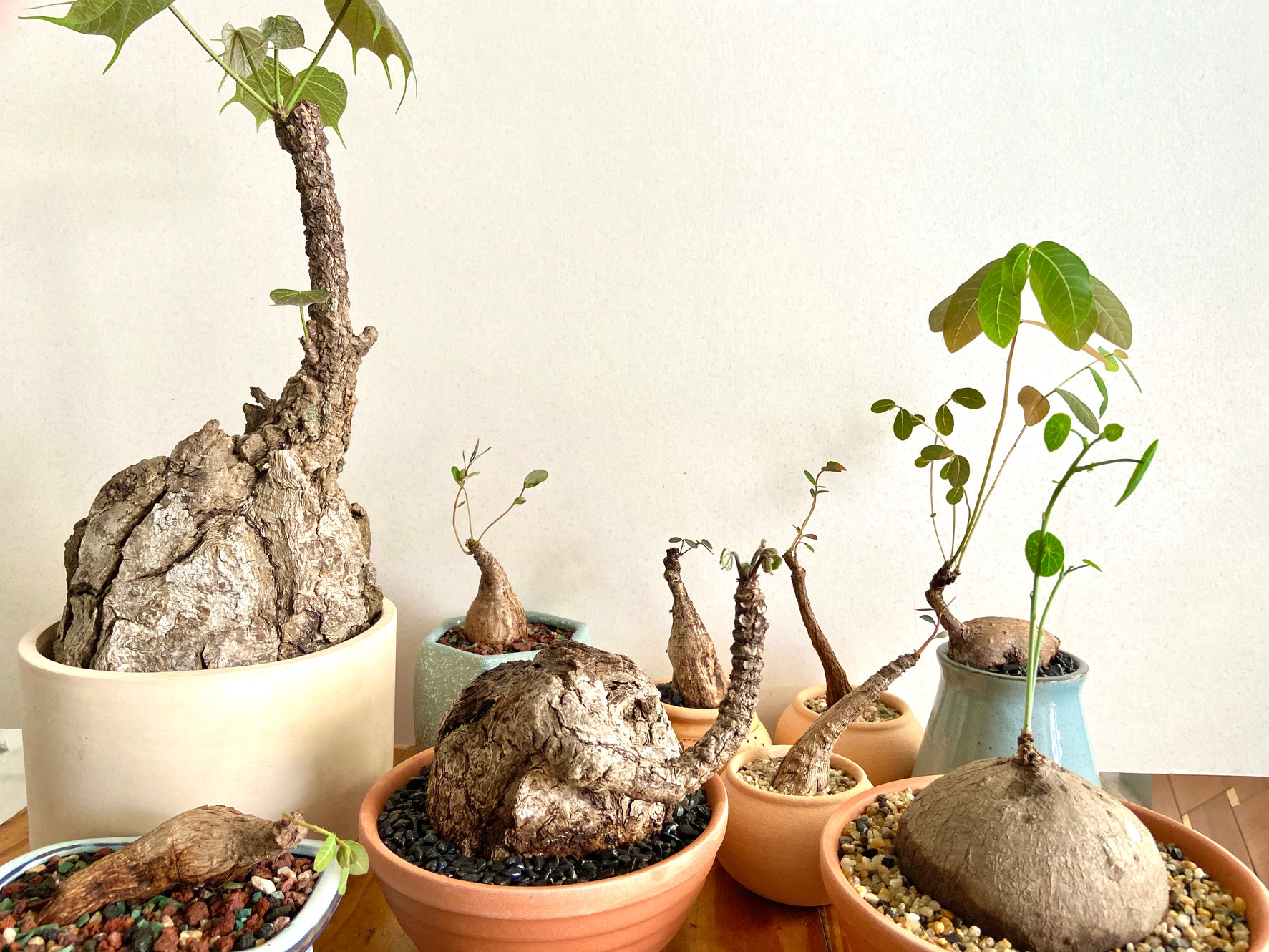 Caudex Types | Plantisuss