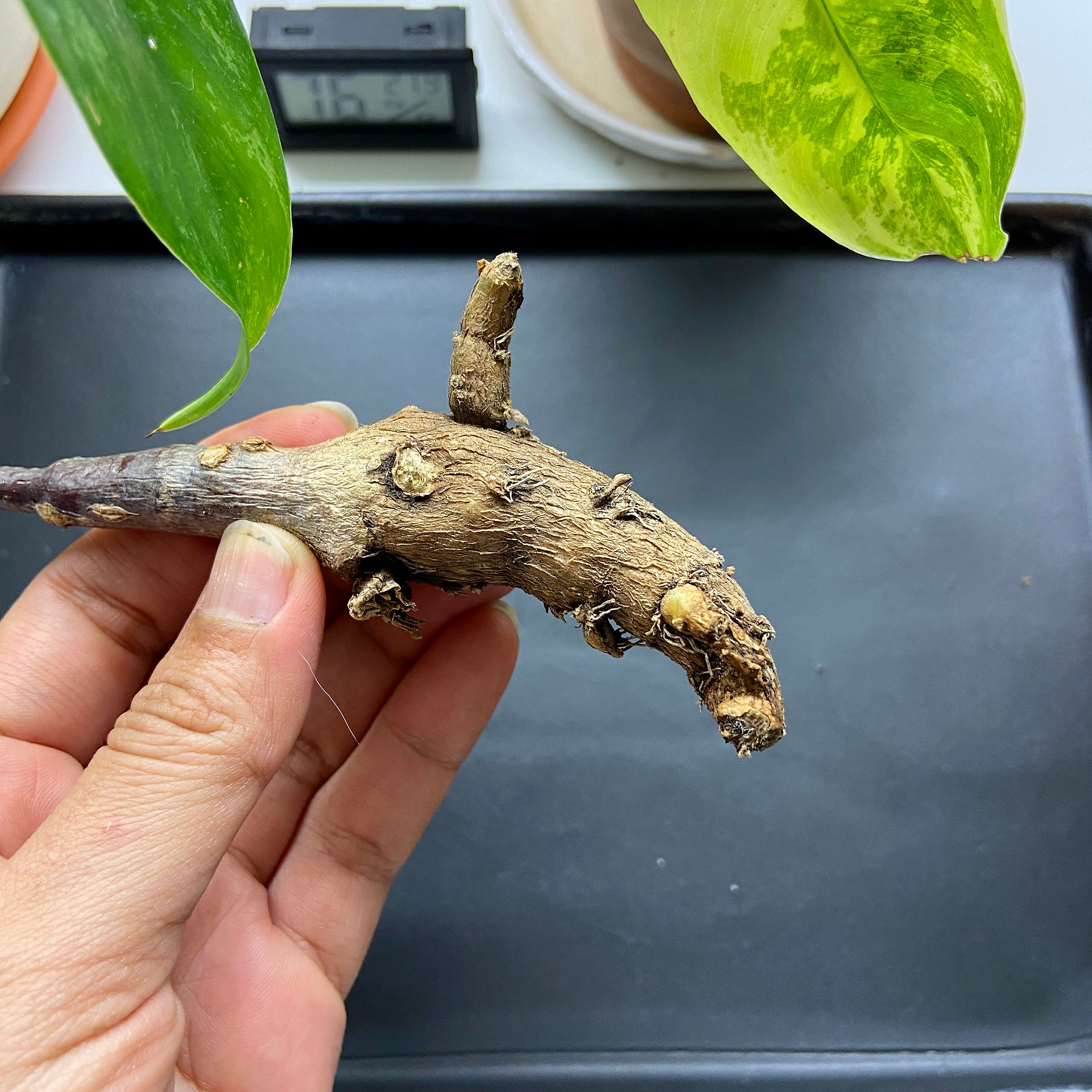 Firmiana Colorata Bulb Directions