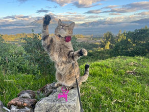 A final two weeks at the laguna