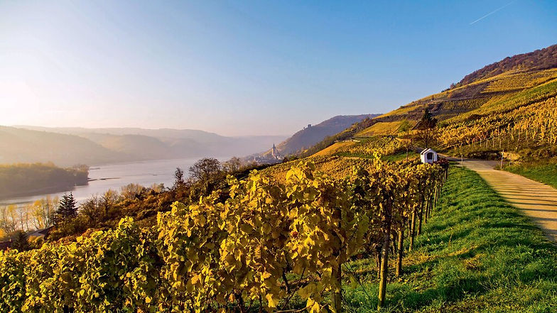 Wandern im Rheingau