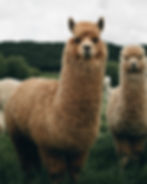 Alpaca Hiking Trail