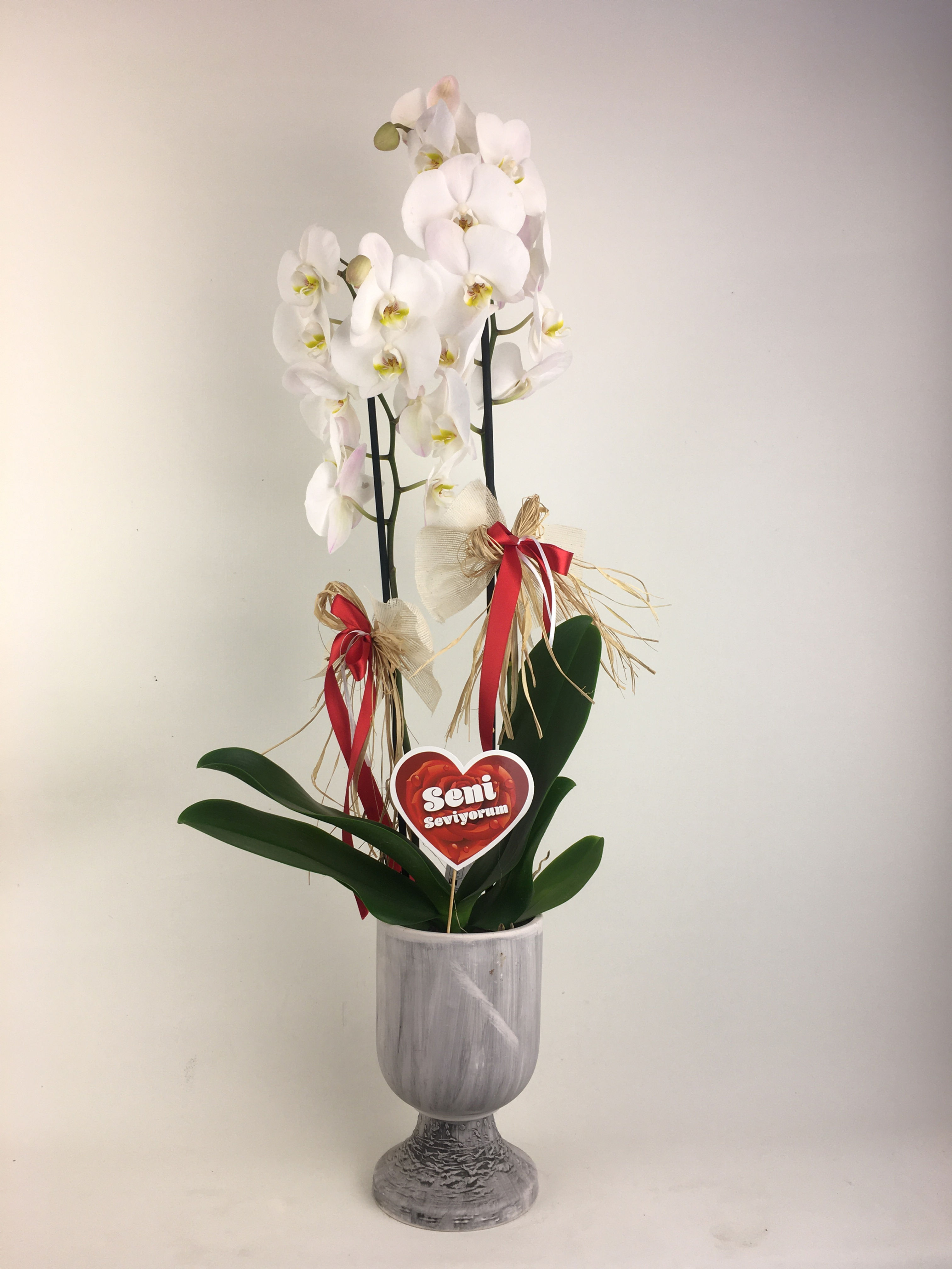 Antik Vazoda 2 Dallı Orkide