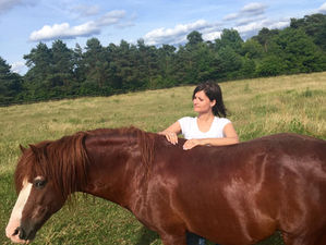 De Si Jolis Chevaux
