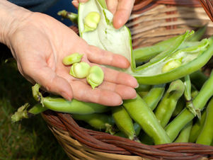 Favas à moda da Mariazita