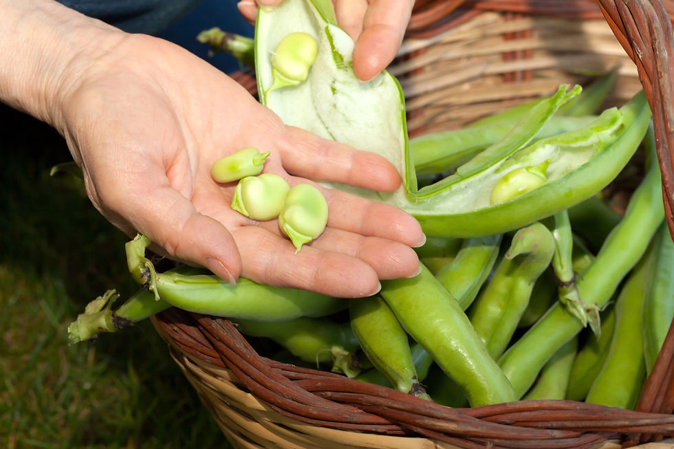 Favas à moda da Mariazita