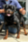 DKVRottweilers-Rottweiler-Herra-Kick-Power (1).jpg