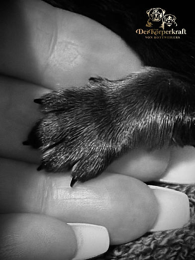 DKV-Rottweilers-New-Litters-2025.jfif