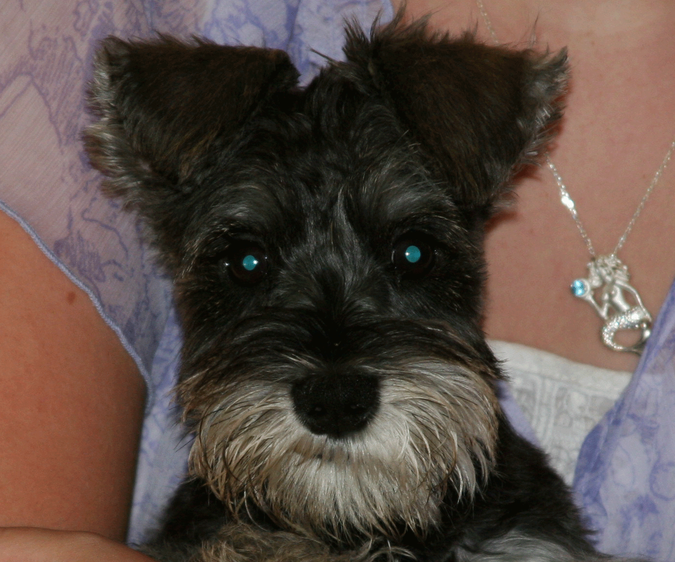Salt and pepper puppy head and shoulders view with a quirky expression