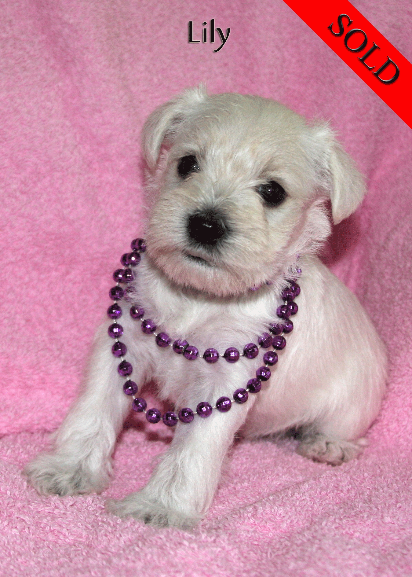 Solid white puppy wearing a purple beaded necklace in front of a pink blanket