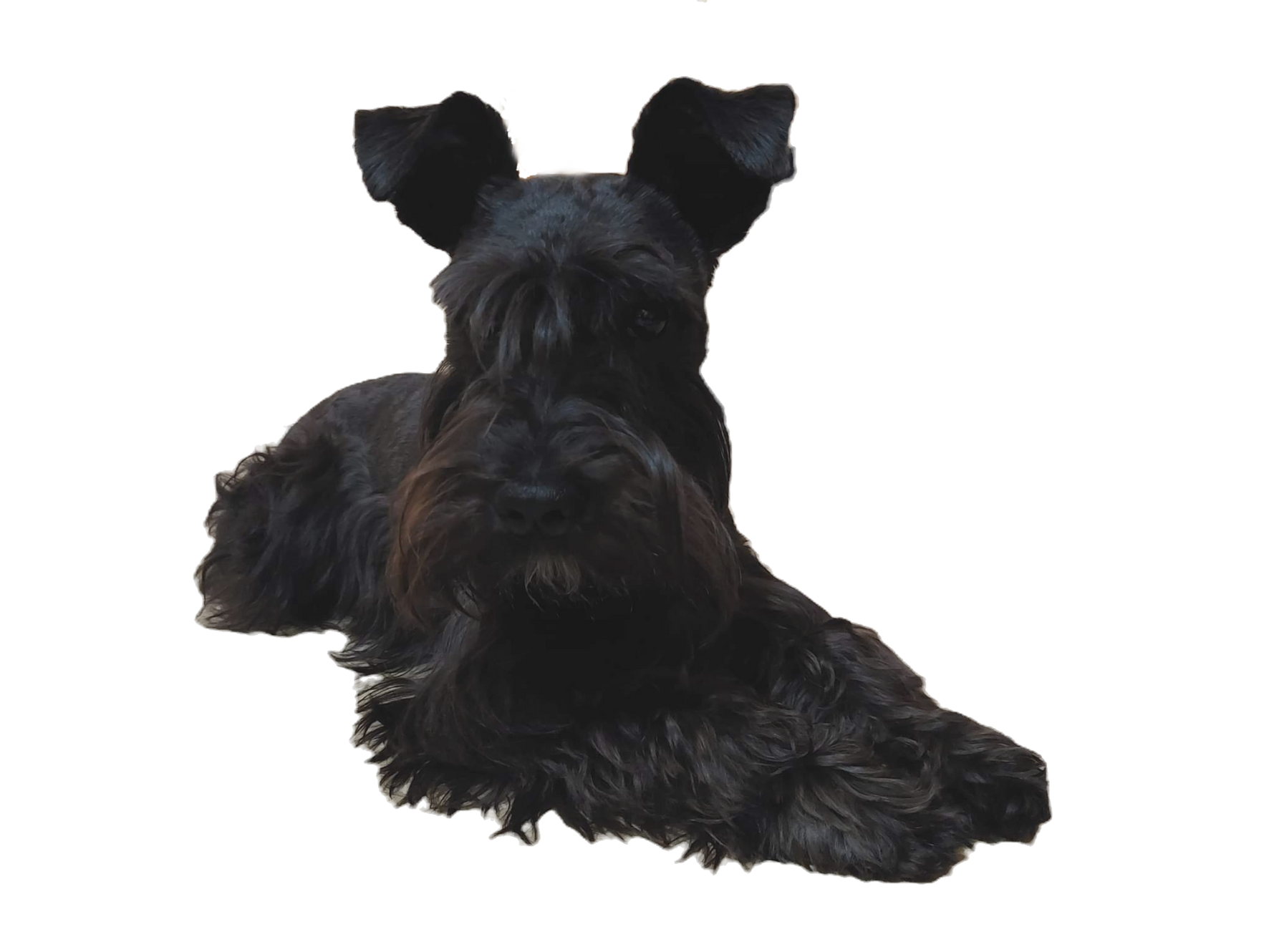 Sophisticated Schnauzers | Miniature Schnauzer Puppies