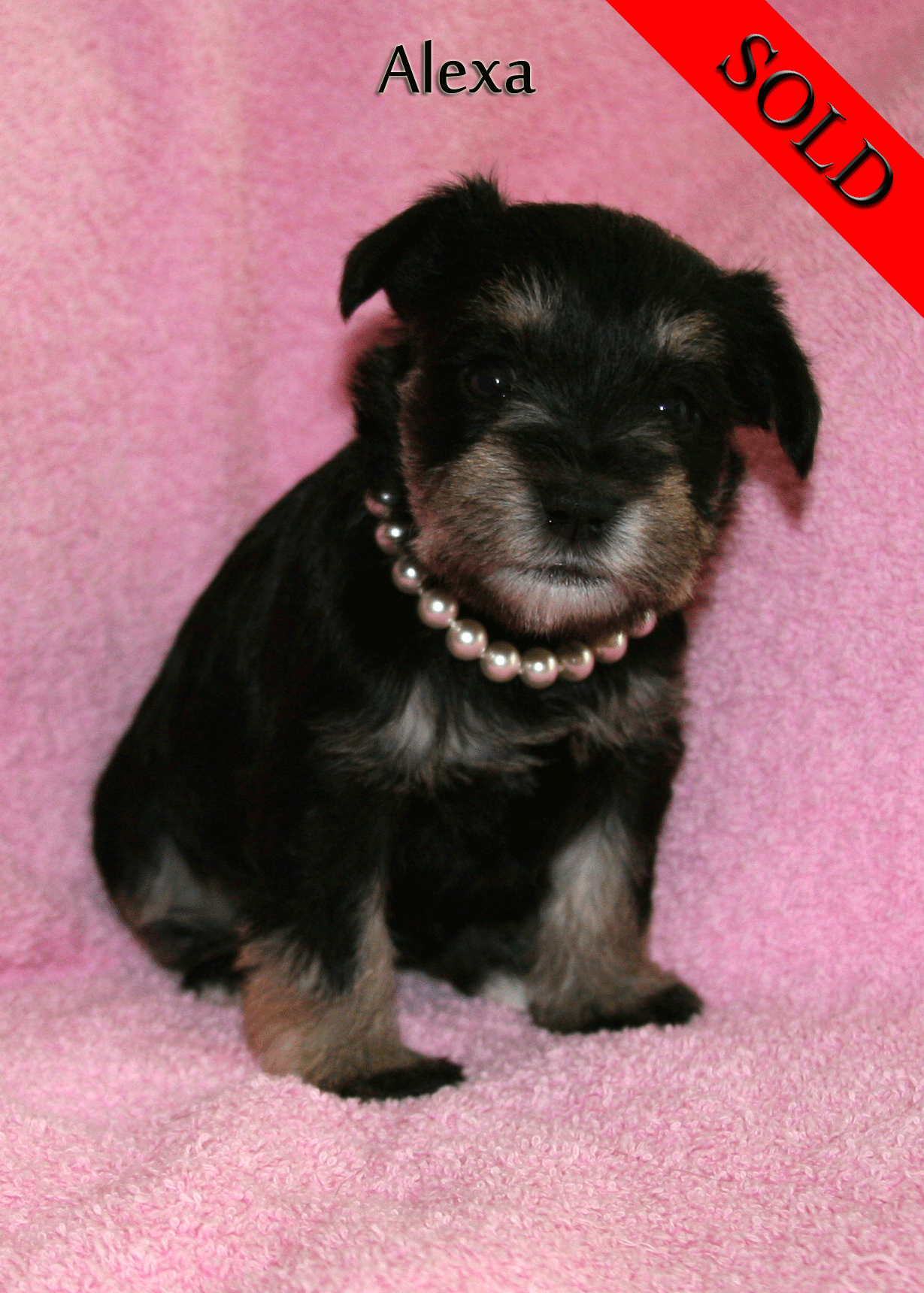 Black and silver puppy wearing a beaded necklace in front of a pink blanket