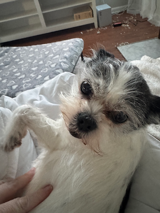 Bella couch.HEIC