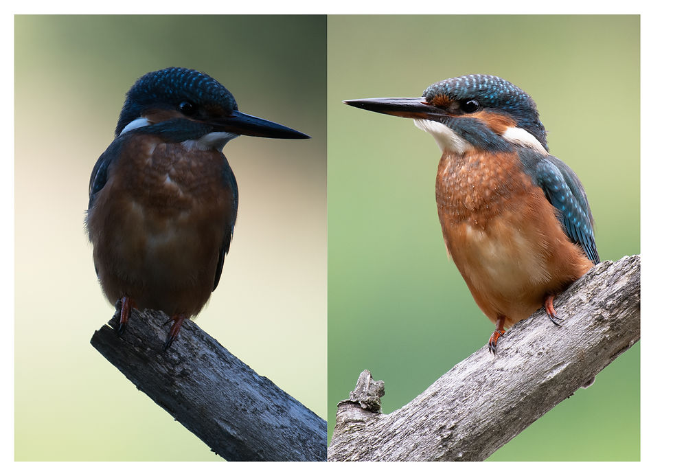 Bild eines Eisvogels - Vergleich zwischen einer zu dunklen Belichtung und einer gelungenen Belichtung