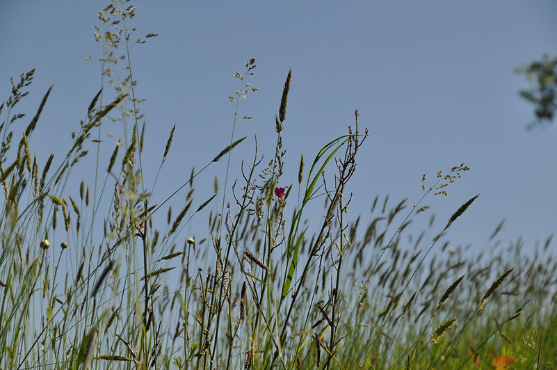 DSC_0027.JPG