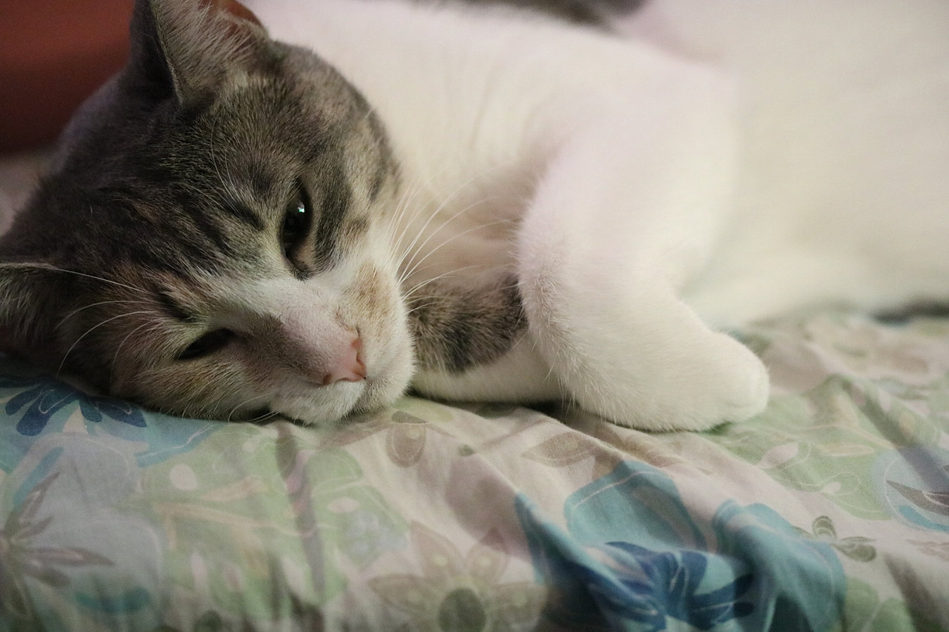 Cat & Kitten Rescue | Purrfect Haven | London Ontario