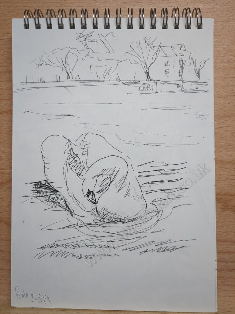 pooleswan1240319