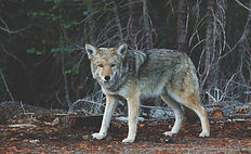 Wolf_edited.jpg