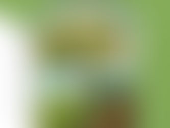 Ilustrações do livro No banco verde