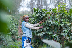 Coffee harvest