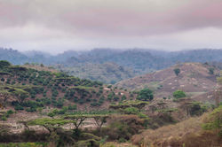 View of Kongoni Coffee Estate