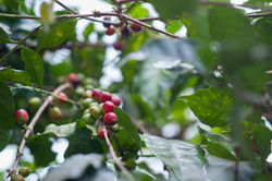 The Coffee Cherries