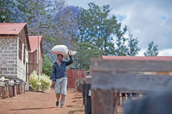 Laying out the Cherries to dry