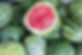 Seedless Watermelon.jpg