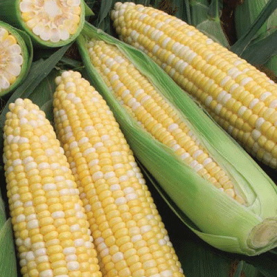 Peaches & Cream Sweet corn.gif