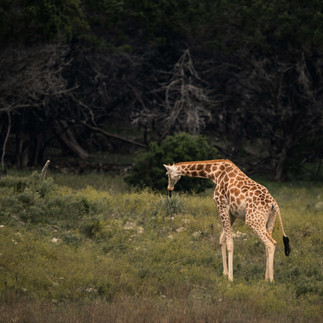 Giraffe about to eat